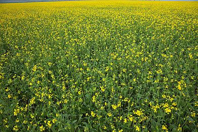 《光环：无限》4K＆光追截图欣赏 配备RTX3080