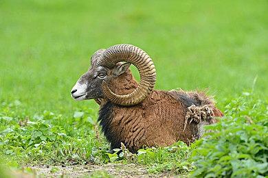 《命运2》预购“终焉之形”扩展后取消 可保留限定武器